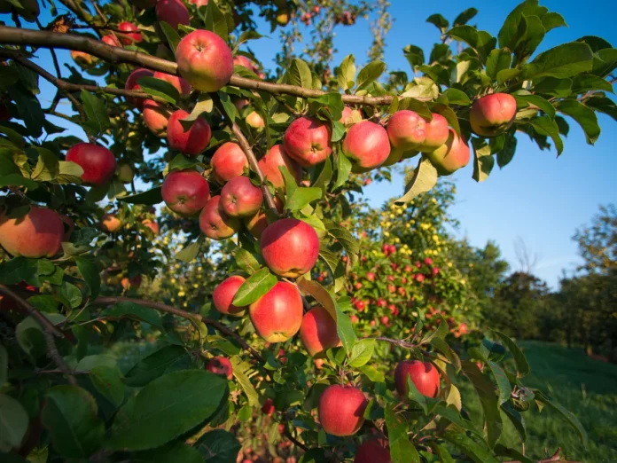 arabfields-NZ-Apple-1