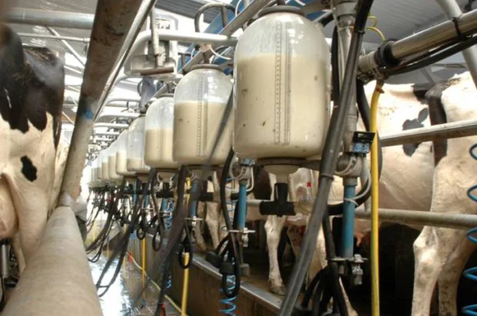 arabfields-Rwanda-Milk-1