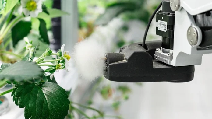 arabfields-img-500-33