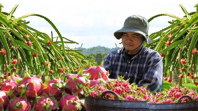 arabfields-img-500-38