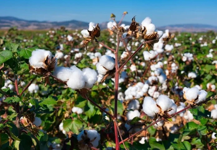 arabfields-img-500-40