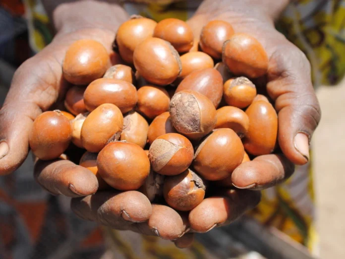 arabfields-img-500-6