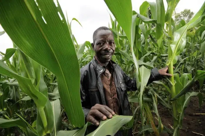 arabfields-img-500-62