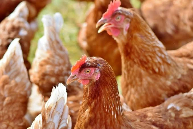 af-img-700-poultry-001