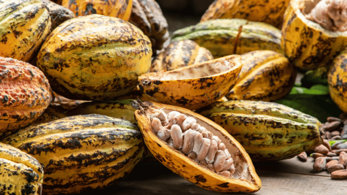 af-img-1-360-cacao