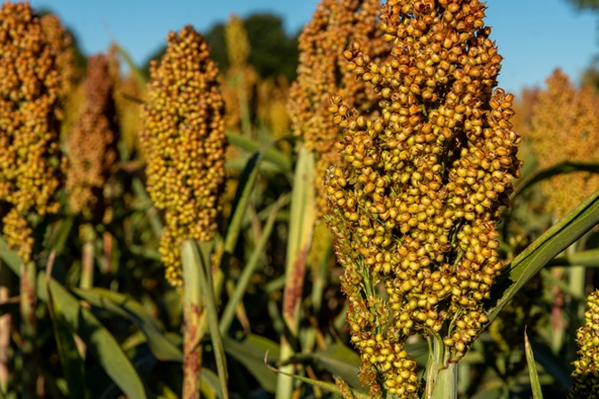 arabfields-Ethiopia-Sorgho-2