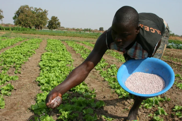 arabfields-Ghana-Fertilizer-1