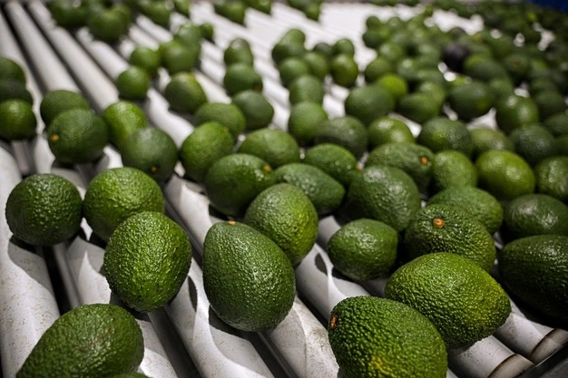 arabfields-Spain-Avocado-1