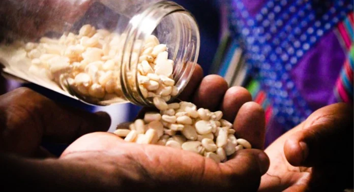 arabfields-seed-africa