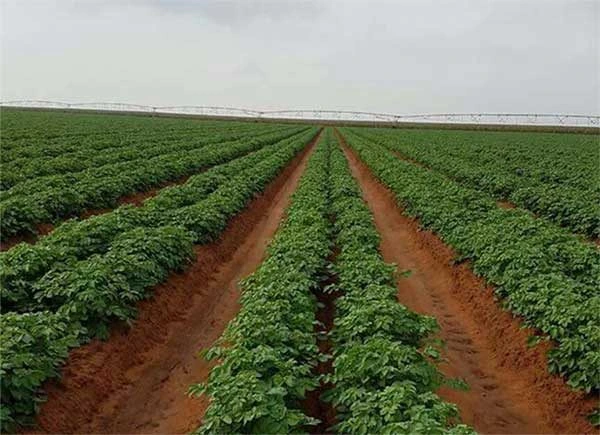 arabfields-img-500-18