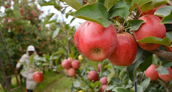 arabfields-img-500-Apple-Brazil