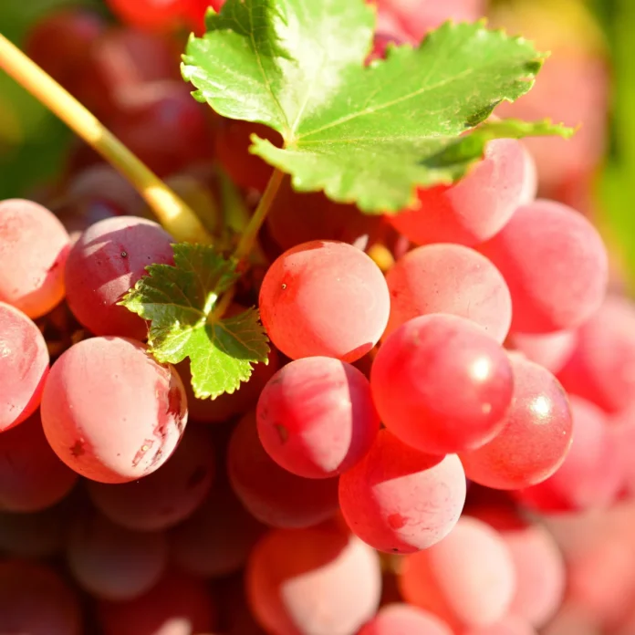 arabfields-img-500-Grape