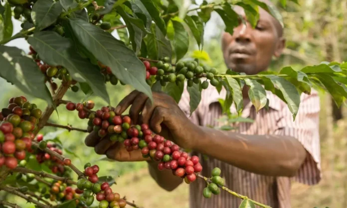 arabfields-img-500-Uganda-Coffee