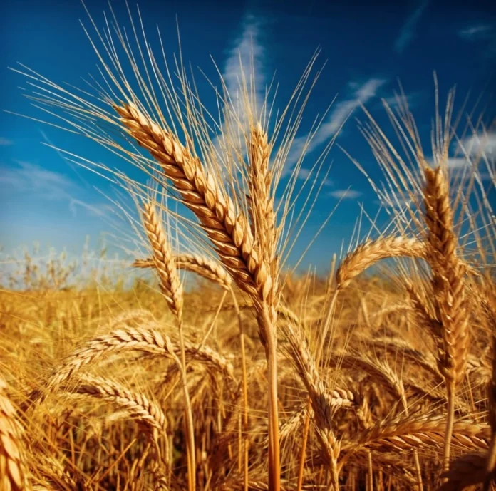 arabfields-img-500-Wheat