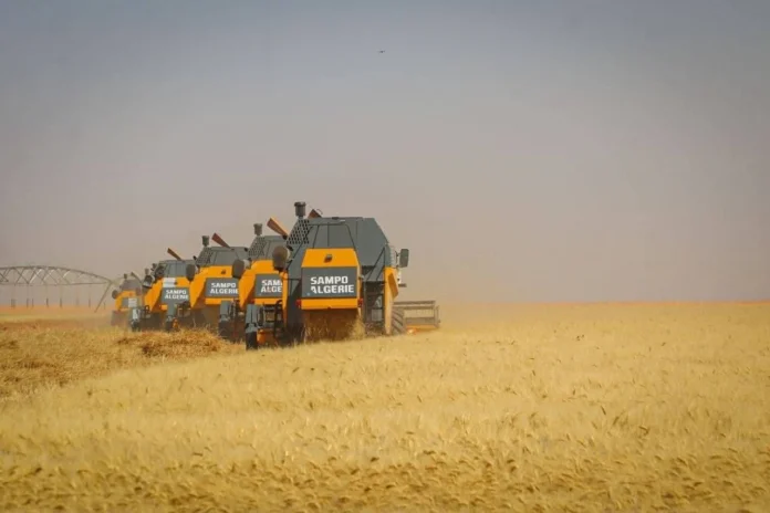 arabfields-img-500-Wheat-Algeria