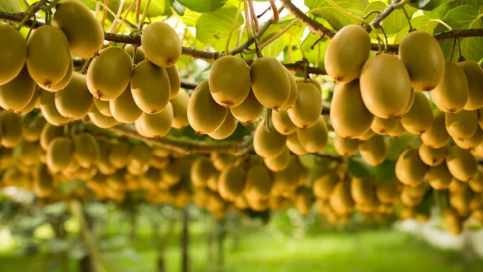 arabfields-img-500-Zespri-NewZeland