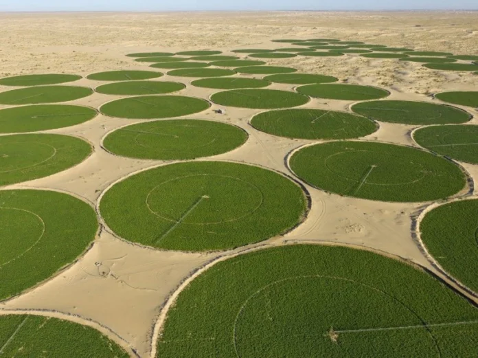arabfields-img-600-21