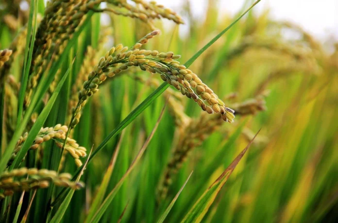 arabfields-img-600-38