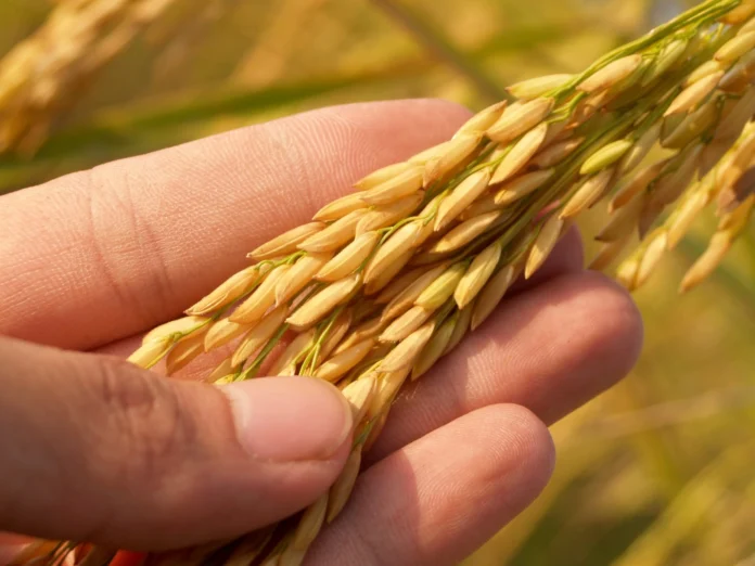 af-img-700-rice-001